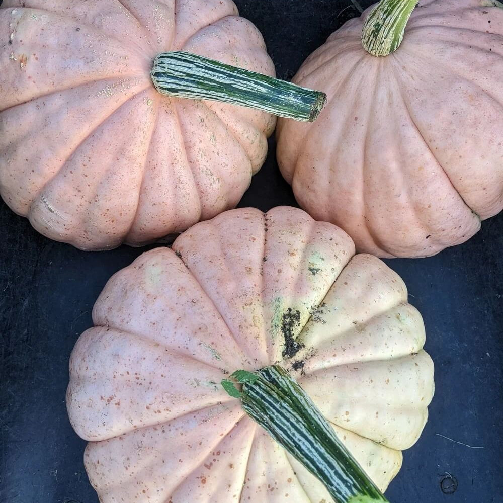 Candy Roaster Pumpkin Seeds
