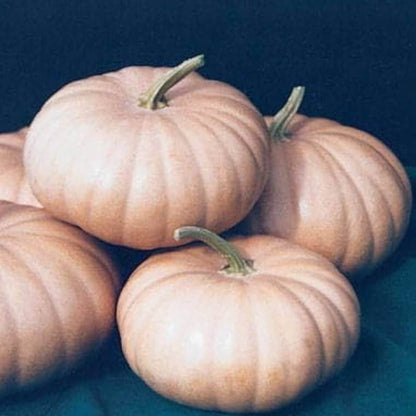 Candy Roaster Pumpkin Seeds