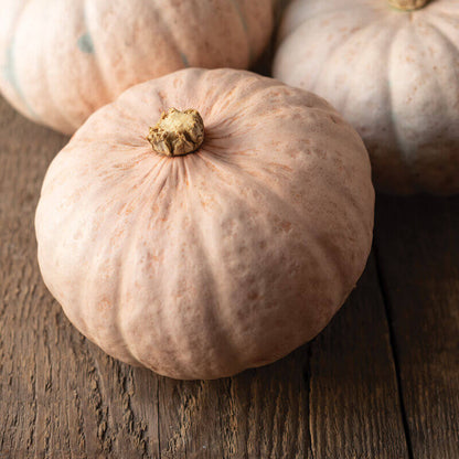 Candy Roaster Pumpkin Seeds