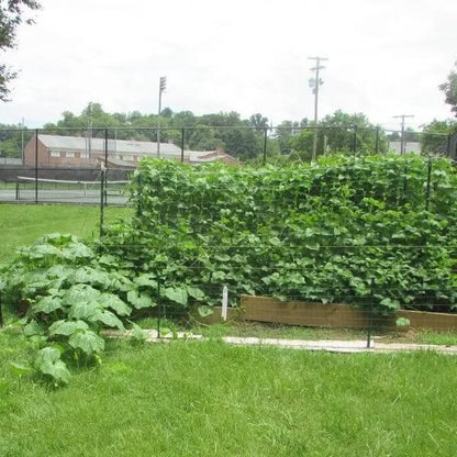 Candy Roaster Seeds