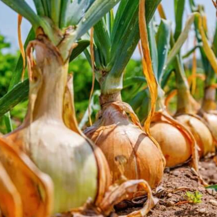 Candy onion seeds - Vegetable Plant