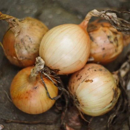 Candy onion seeds - Vegetable Plant