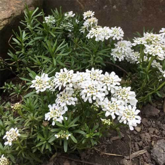 Candytuft Seeds - Flower Plant for Home Gardens