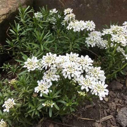 Candytuft Seeds - Flower Plant for Home Gardens