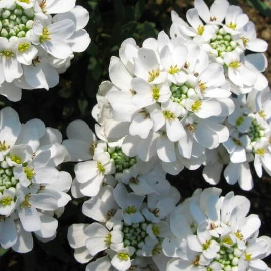 Candytuft Seeds - Flower Plant for Home Gardens