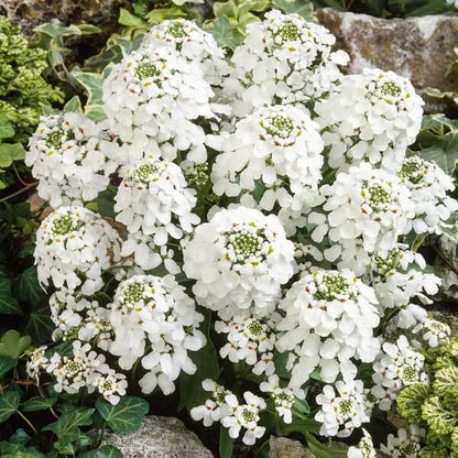 Candytuft Seeds for Sale - Heirloom Flower Plant for Home Gardens