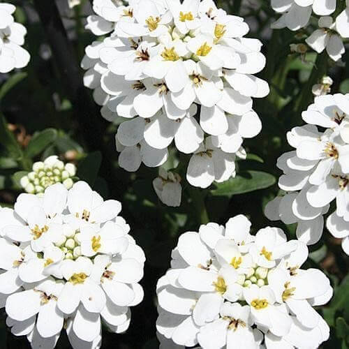 Candytuft Seeds for Sale - Heirloom Flower Plant for Home Gardens