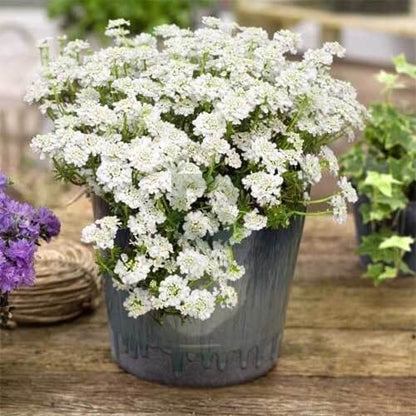 Candytuft Seeds for Sale - Heirloom Flower Plant for Home Gardens