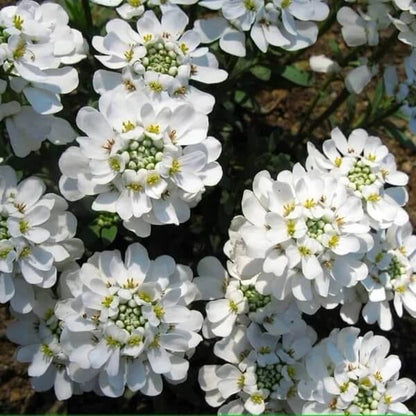 Candytuft Seeds for Sale - Heirloom Flower Plant for Home Gardens