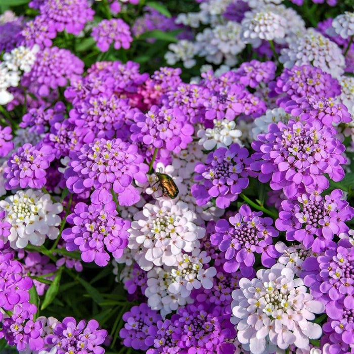 Candytuft seeds - Flower Plant