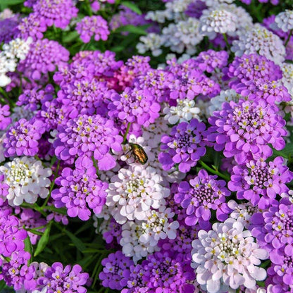 Candytuft seeds - Flower Plant