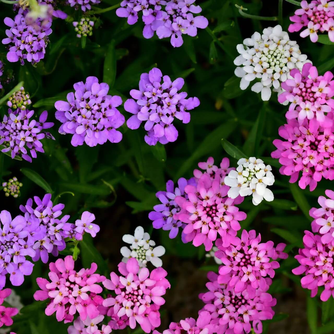 Candytuft seeds - Flower Plant