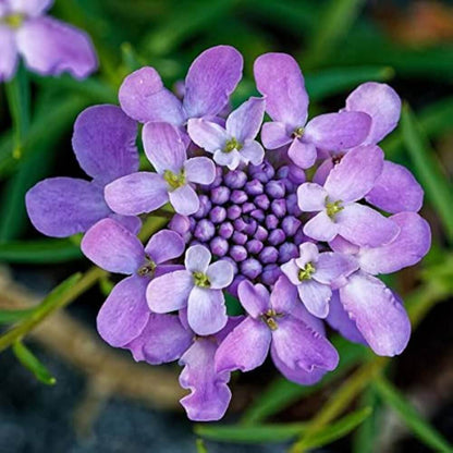 Candytuft seeds - Flower Plant