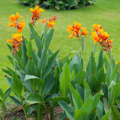 Canna Flower Seeds - Heirloom Flower Plant for Home Gardens