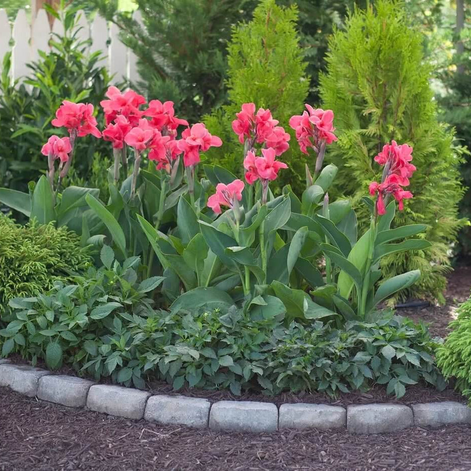 Canna Flower Seeds - Heirloom Flower Plant for Home Gardens