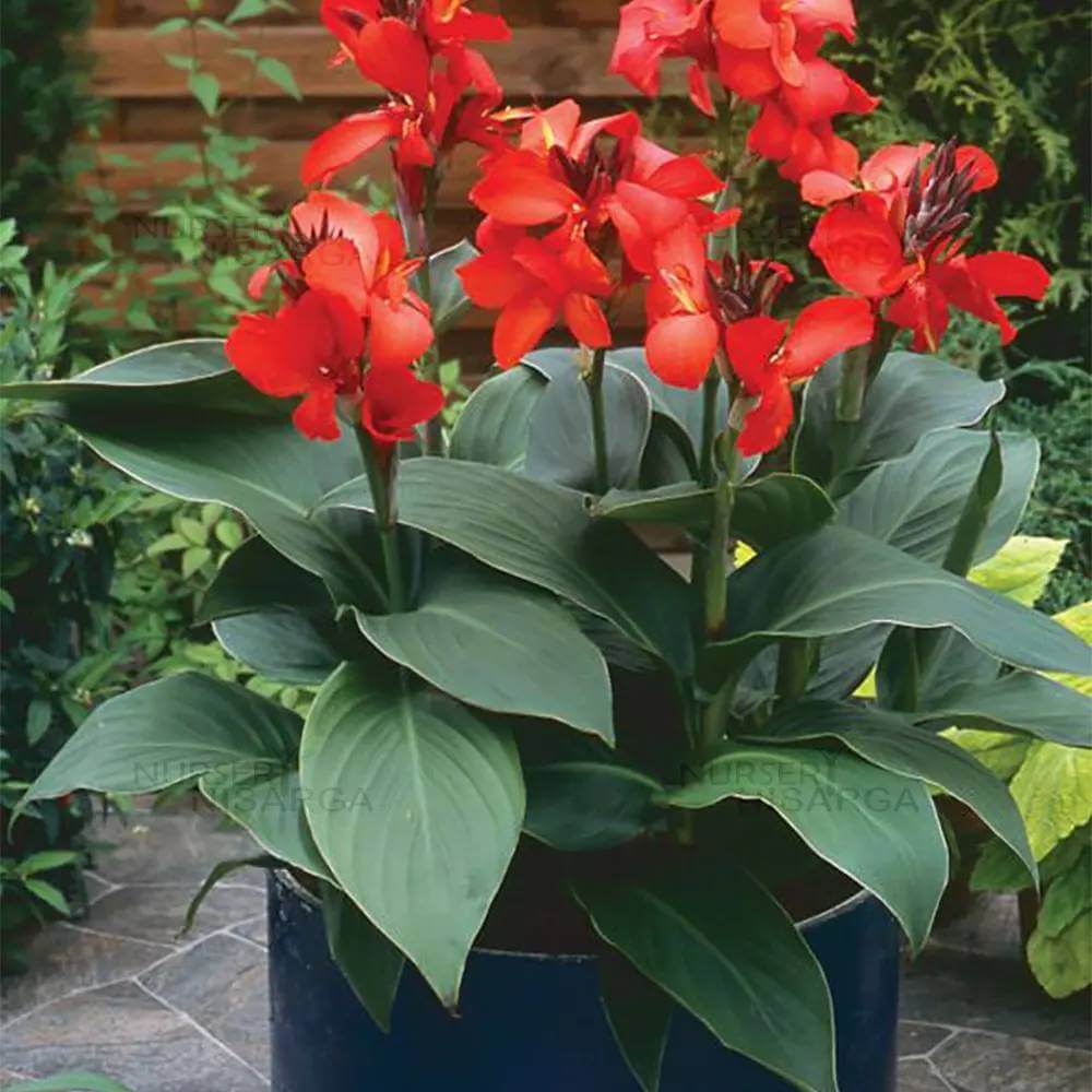Canna Flower Seeds - Heirloom Flower Plant for Home Gardens