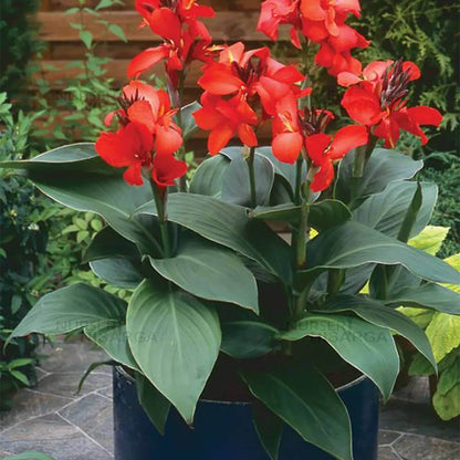 Canna Flower Seeds - Heirloom Flower Plant for Home Gardens
