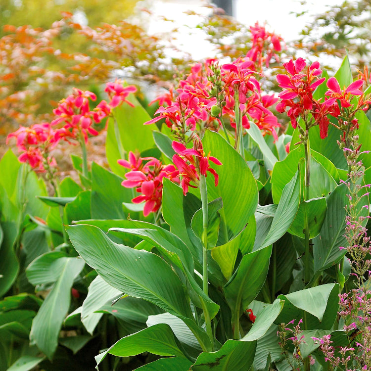 Canna Flower Seeds - Heirloom Flower Plant for Home Gardens
