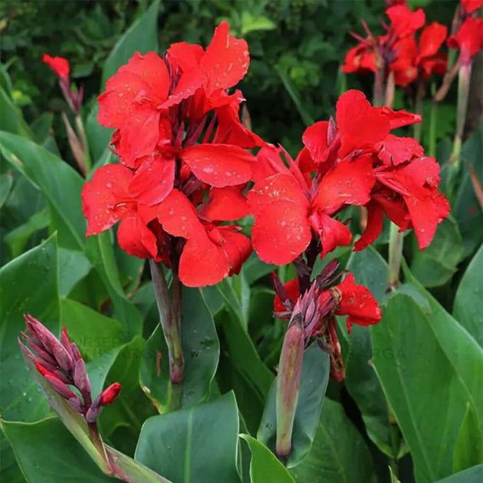 Canna Lily Seeds - Flower Plant