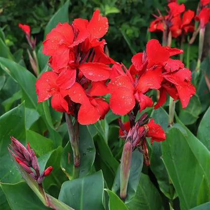 Canna Lily Seeds - Flower Plant