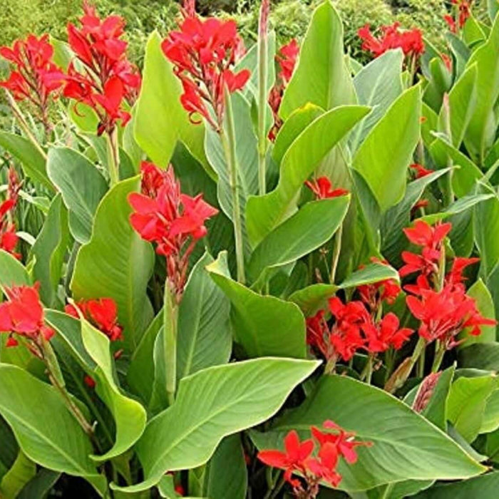 Canna Lily Seeds - Flower Plant
