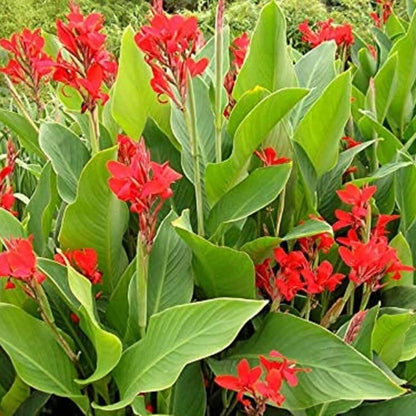 Canna Lily Seeds - Flower Plant