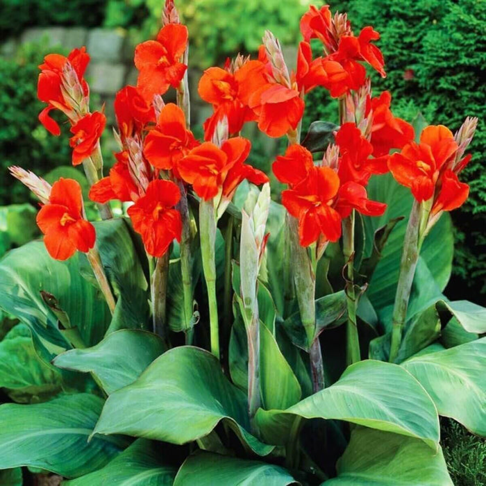 Canna Lily Seeds - Flower Plant
