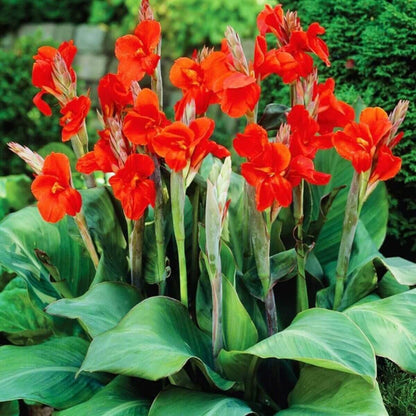 Canna Lily Seeds - Flower Plant