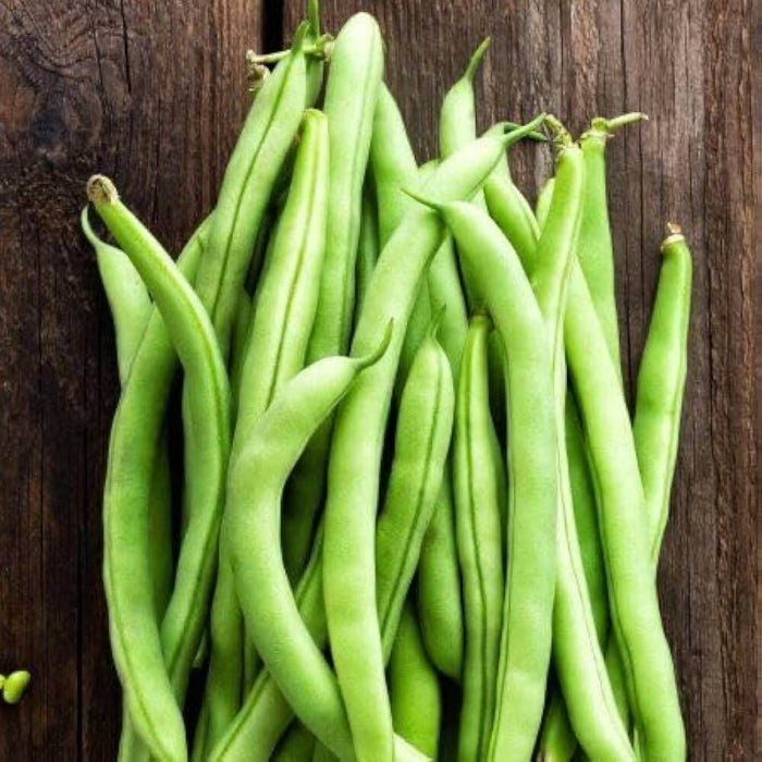 Cannellini Bean Seeds - Vegetable Plant