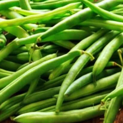 Cannellini Bean Seeds - Vegetable Plant