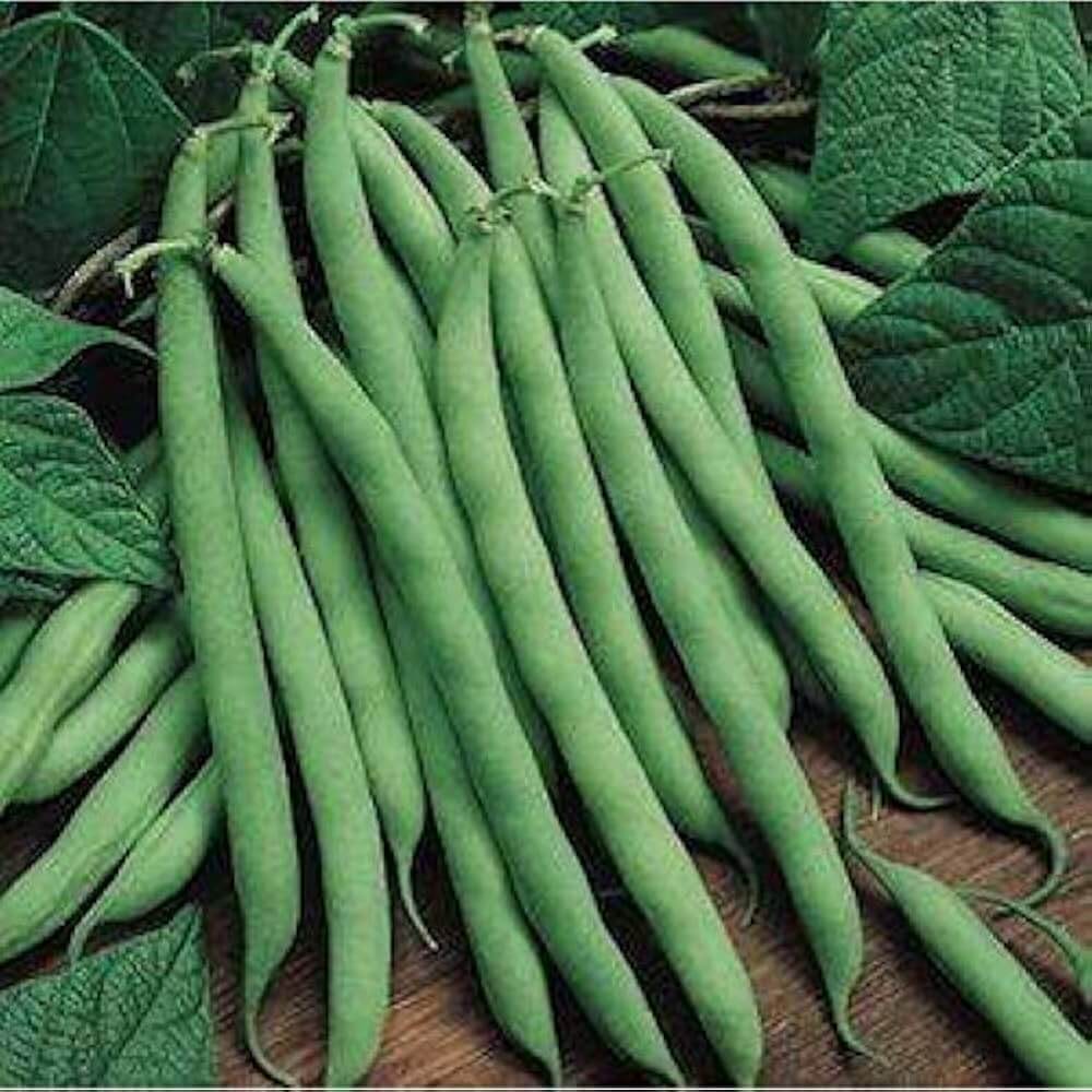 Cannellini Bean Seeds - Vegetable Plant
