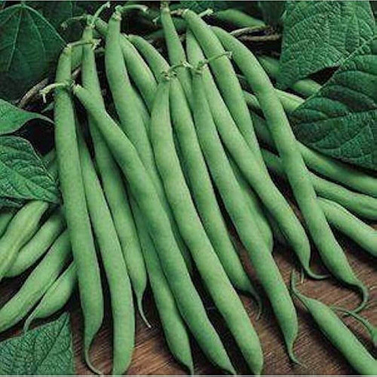 Cannellini Bean Seeds - Vegetable Plant