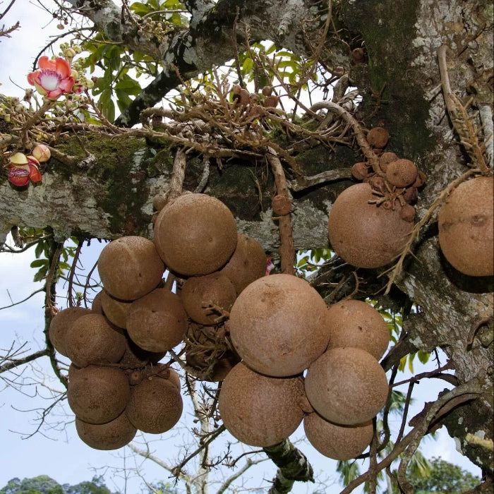 Cannonball Gourd Seeds