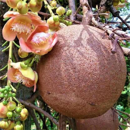 Cannonball Gourd Seeds