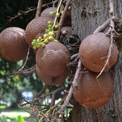 Cannonball Gourd Seeds