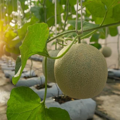 Cantaloupe Seeds