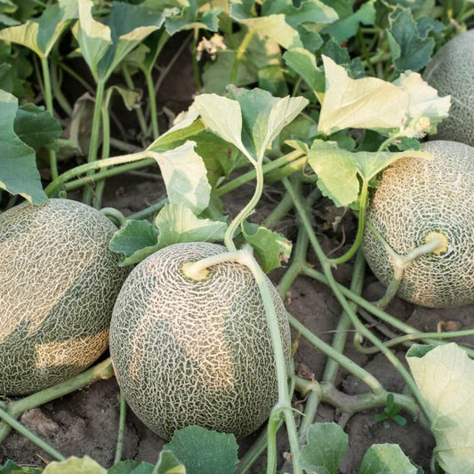 Cantaloupe Seeds