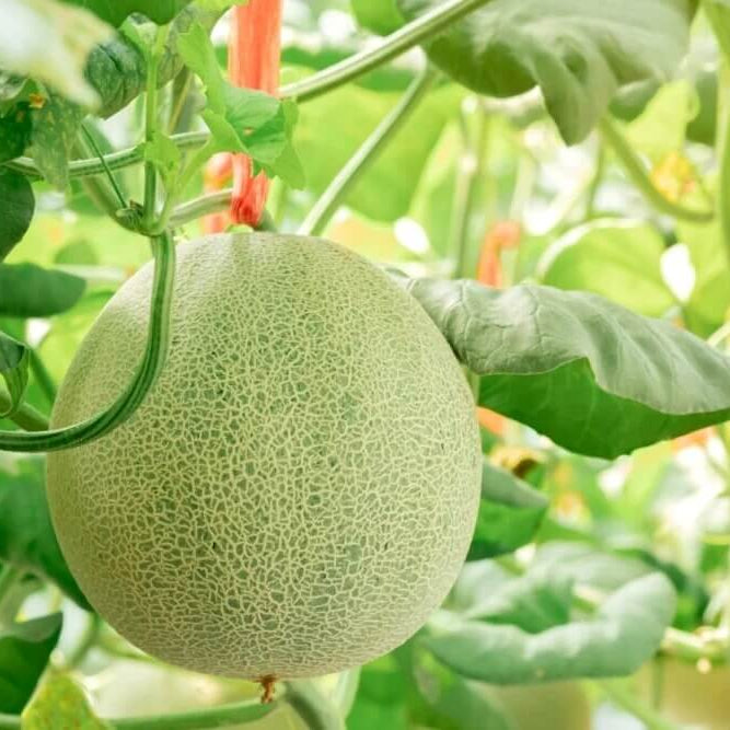 Cantaloupe Seeds