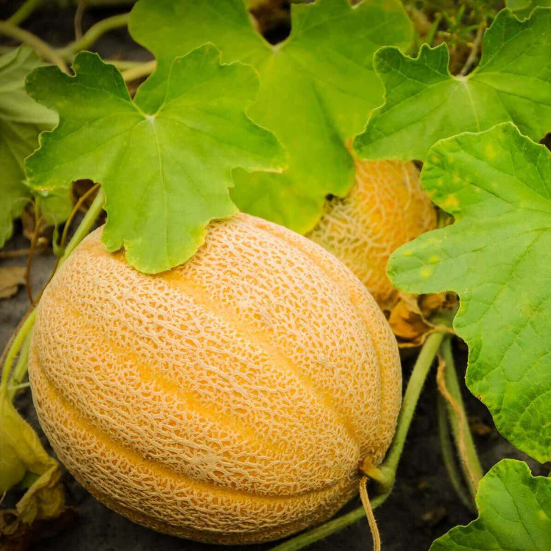 Cantaloupe Seeds