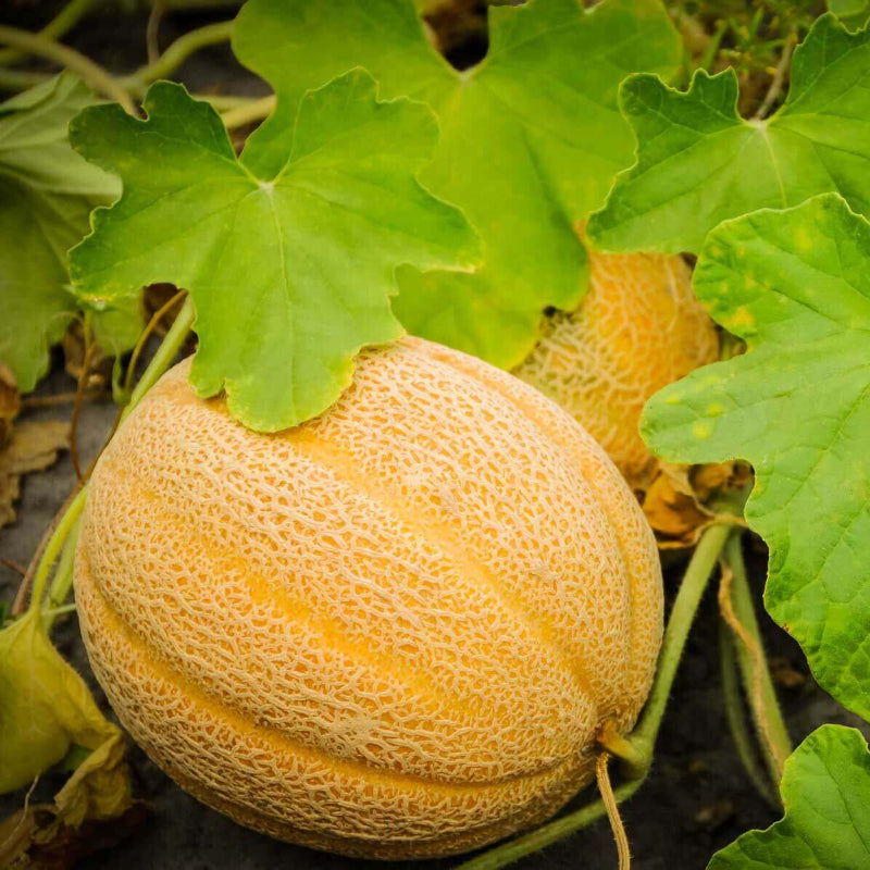 Cantaloupe Seeds