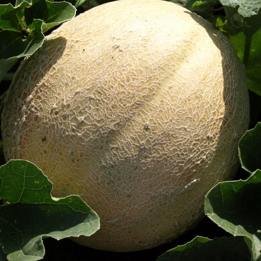 Cantaloupe Seeds