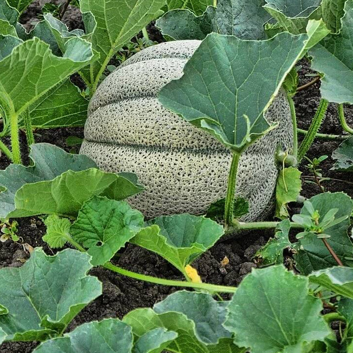 Cantaloupe Seeds