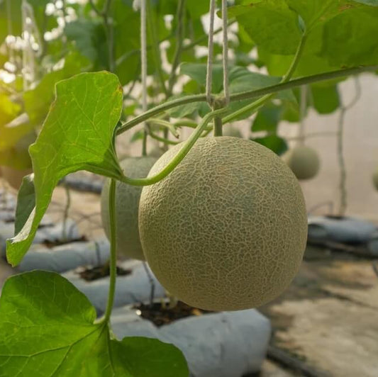 Cantaloupe Seeds - Fruit Plant for Home Gardens