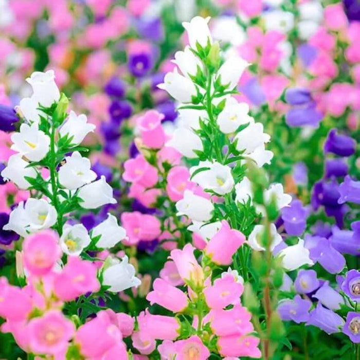 Canterbury Bells Seeds - Flower Plant