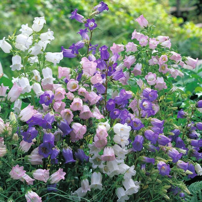 Canterbury Bells Seeds - Flower Plant