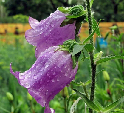 Canterbury Bells Seeds - Flower Plant