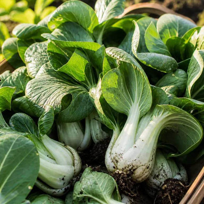 Canton Bok Choy Seeds - Heirloom Vegetable Plant for Home Gardens
