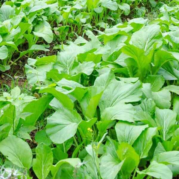 Canton Bok Choy Seeds - Heirloom Vegetable Plant for Home Gardens