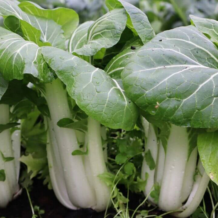 Canton Bok Choy Seeds - Heirloom Vegetable Plant for Home Gardens