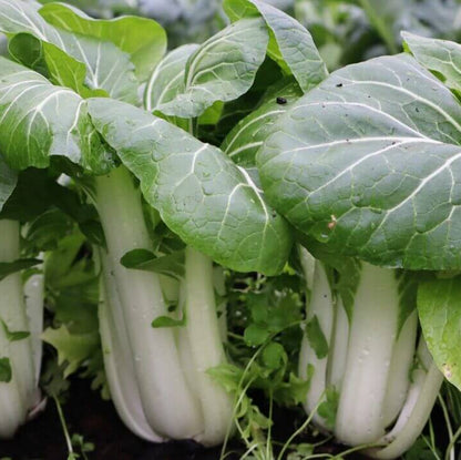 Canton Bok Choy Seeds - Heirloom Vegetable Plant for Home Gardens